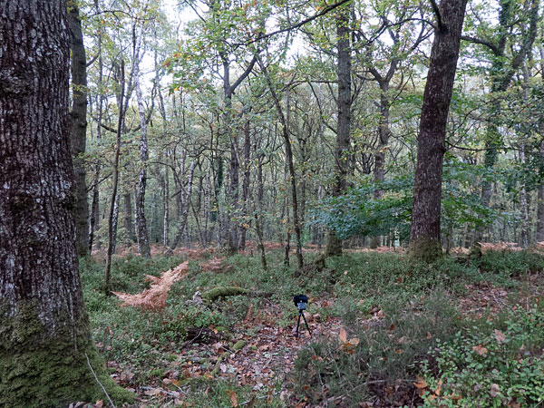 The deer recording in progress